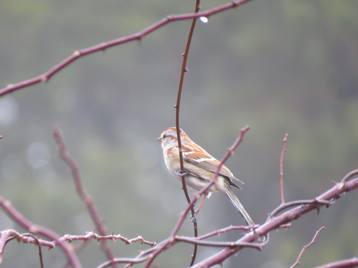 American Tree Sparrow - ML647793270