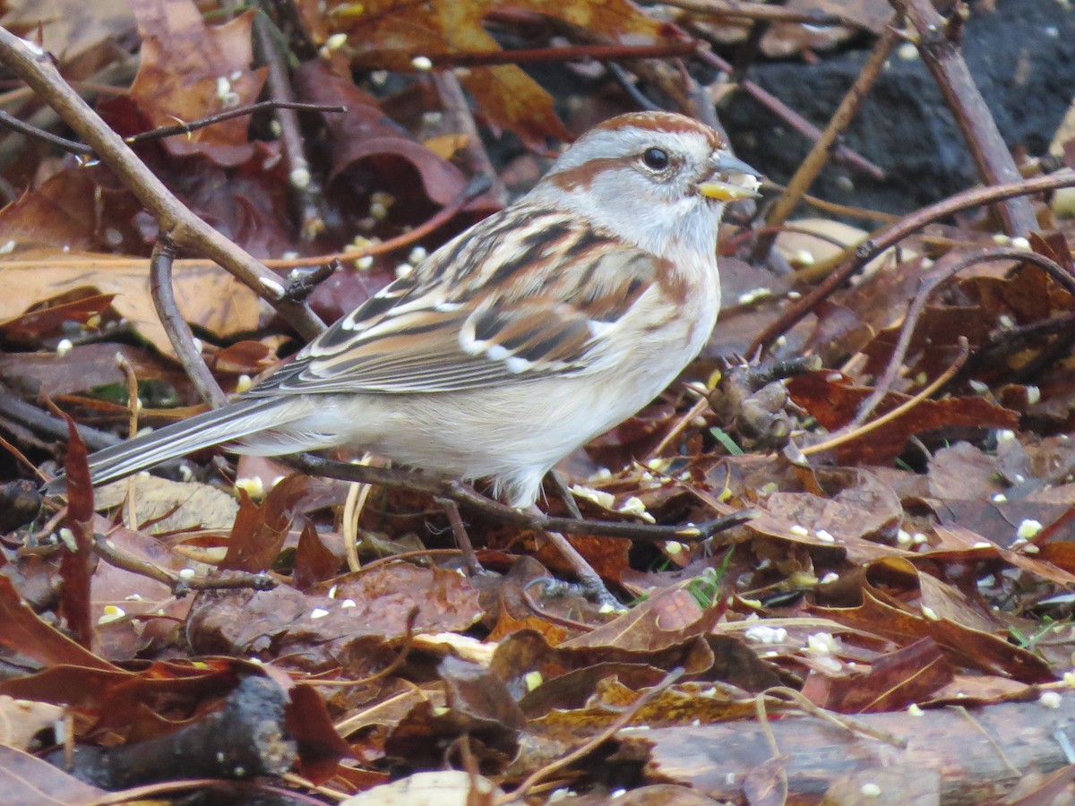 American Tree Sparrow - ML647793271