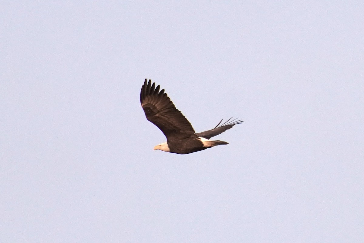 Bald Eagle - ML647793272