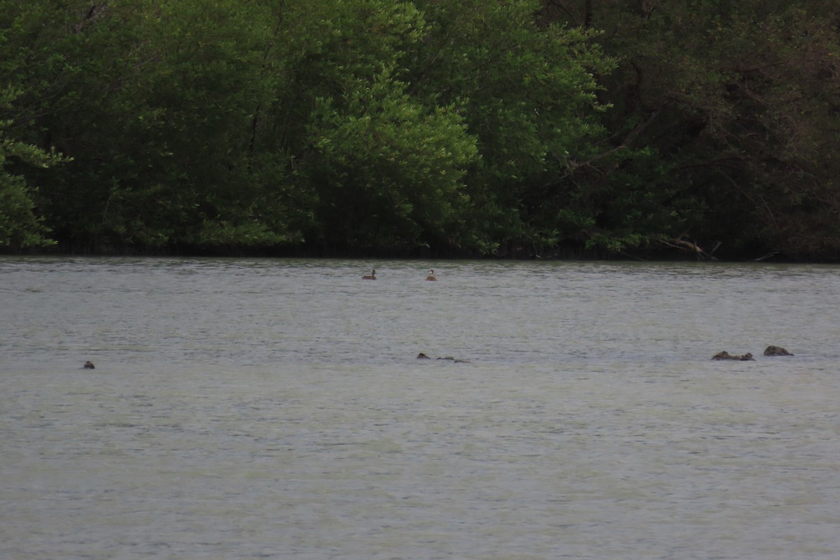 Blue-winged Teal - ML647793273