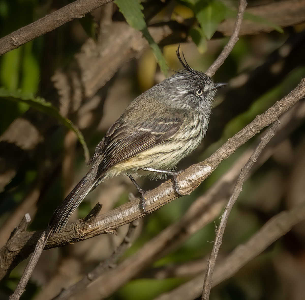 Tufted Tit-Tyrant - ML647793274