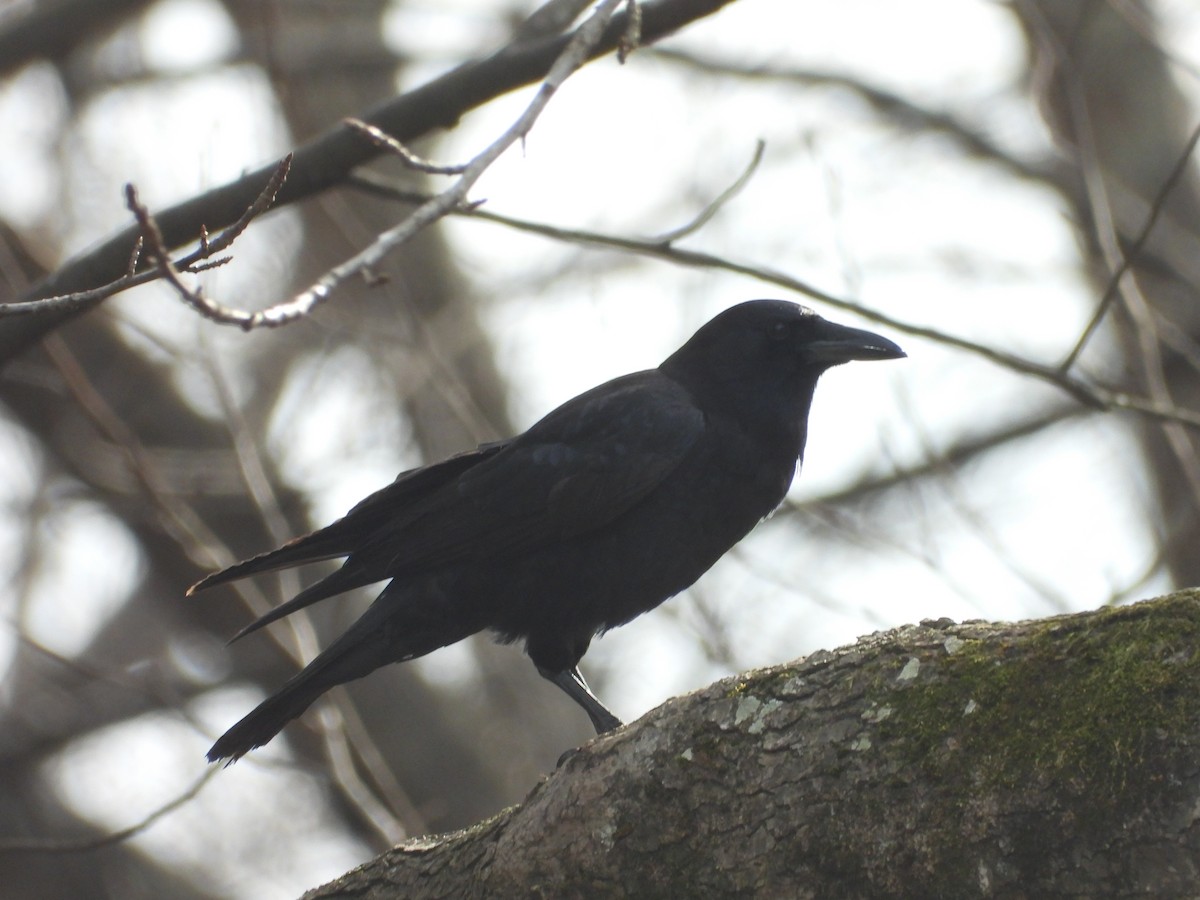 American Crow - ML647793275
