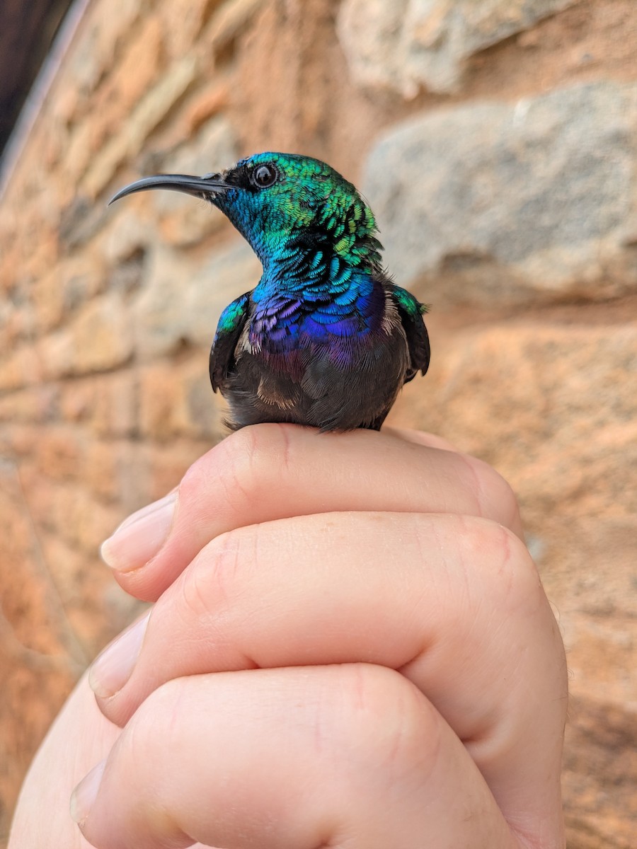 Tsavo Sunbird - ML647793276