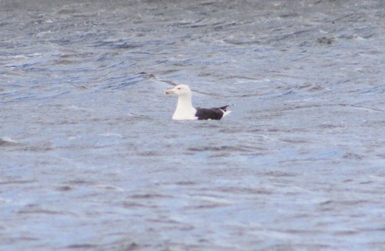 Great Black-backed Gull - ML647793277
