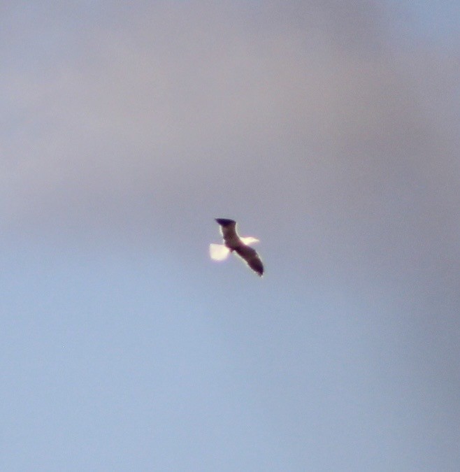 Great Black-backed Gull - ML647793278