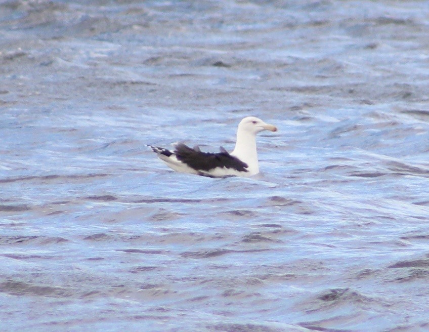 Great Black-backed Gull - ML647793279