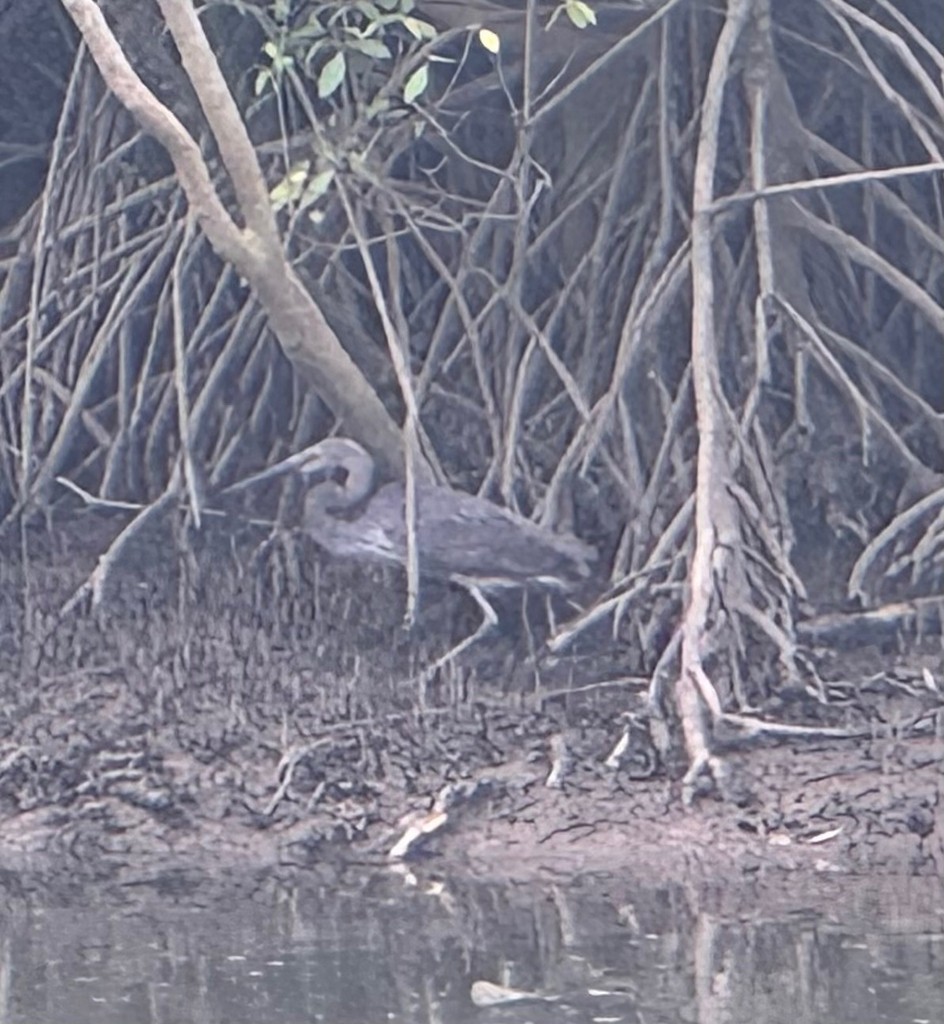 Great-billed Heron - ML647793280