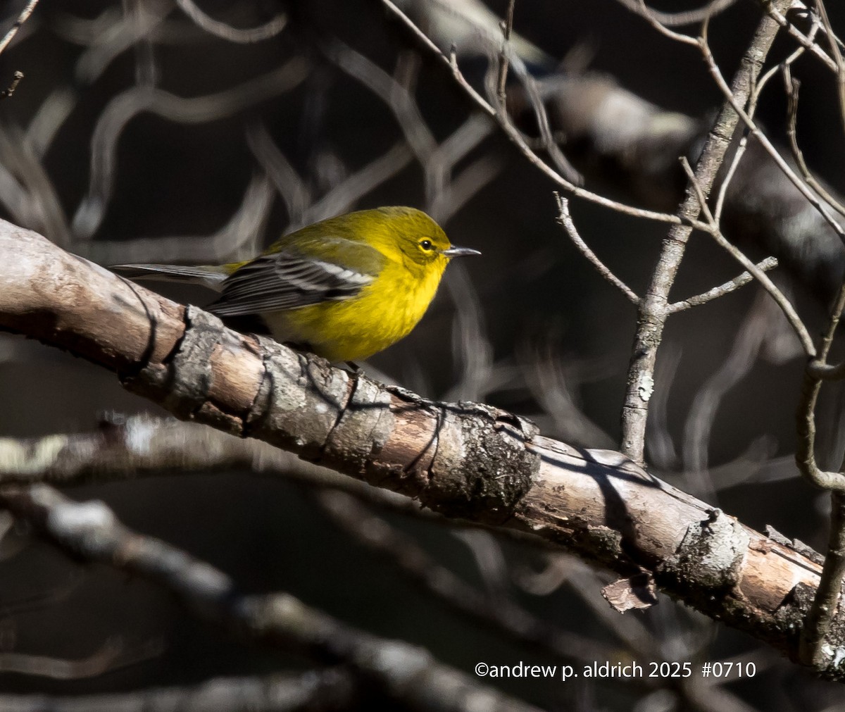 Pine Warbler - ML647793281