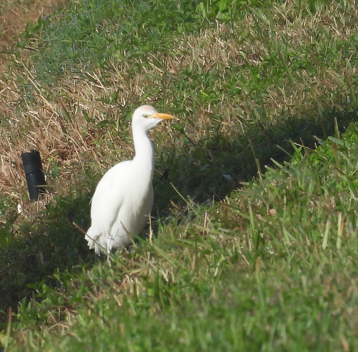 Western Cattle-Egret - ML647793283