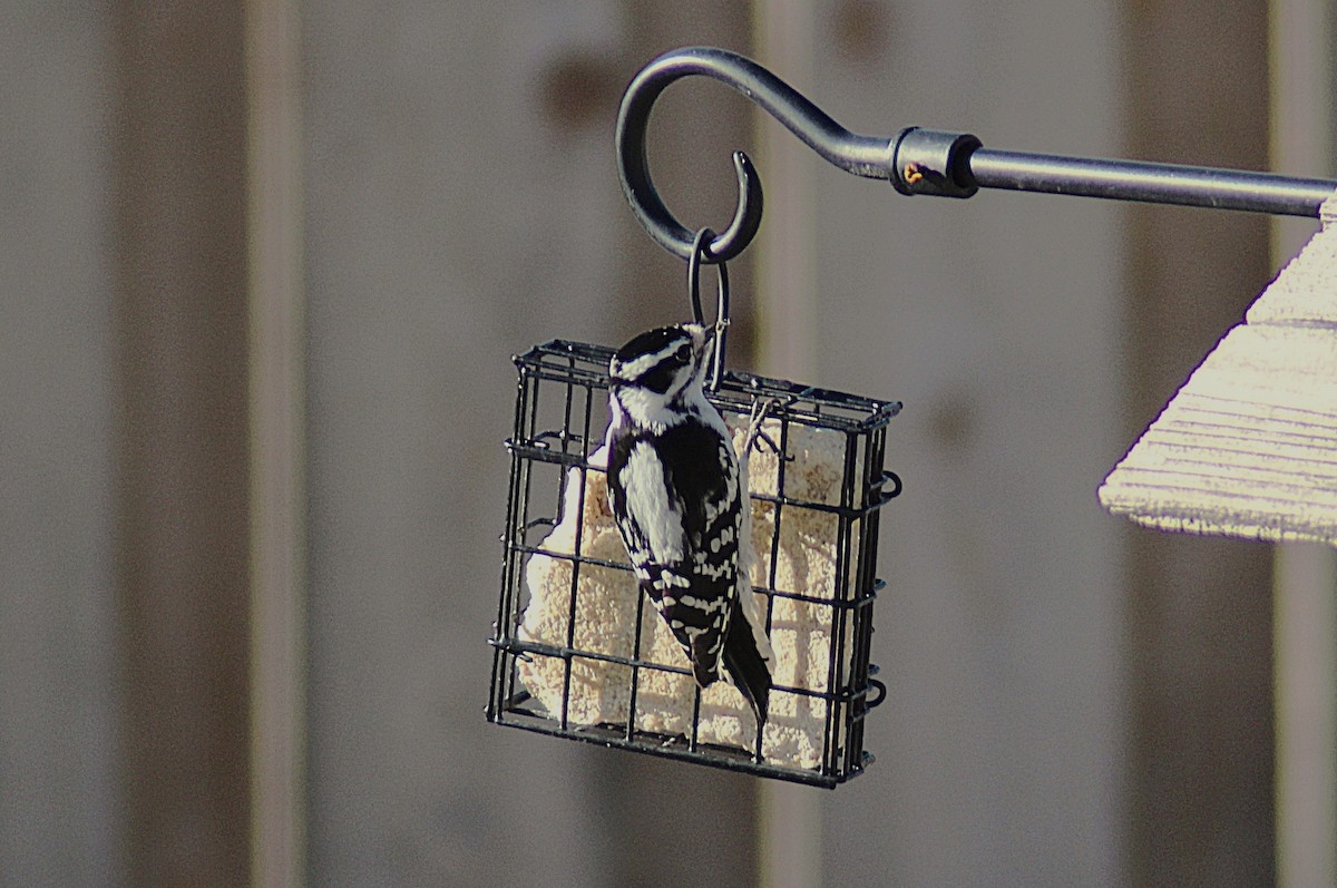 Downy Woodpecker - ML647793286