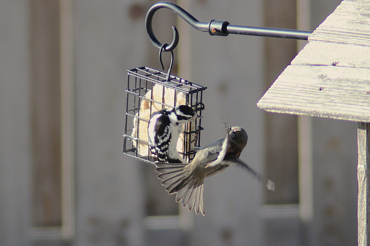 Downy Woodpecker - ML647793287