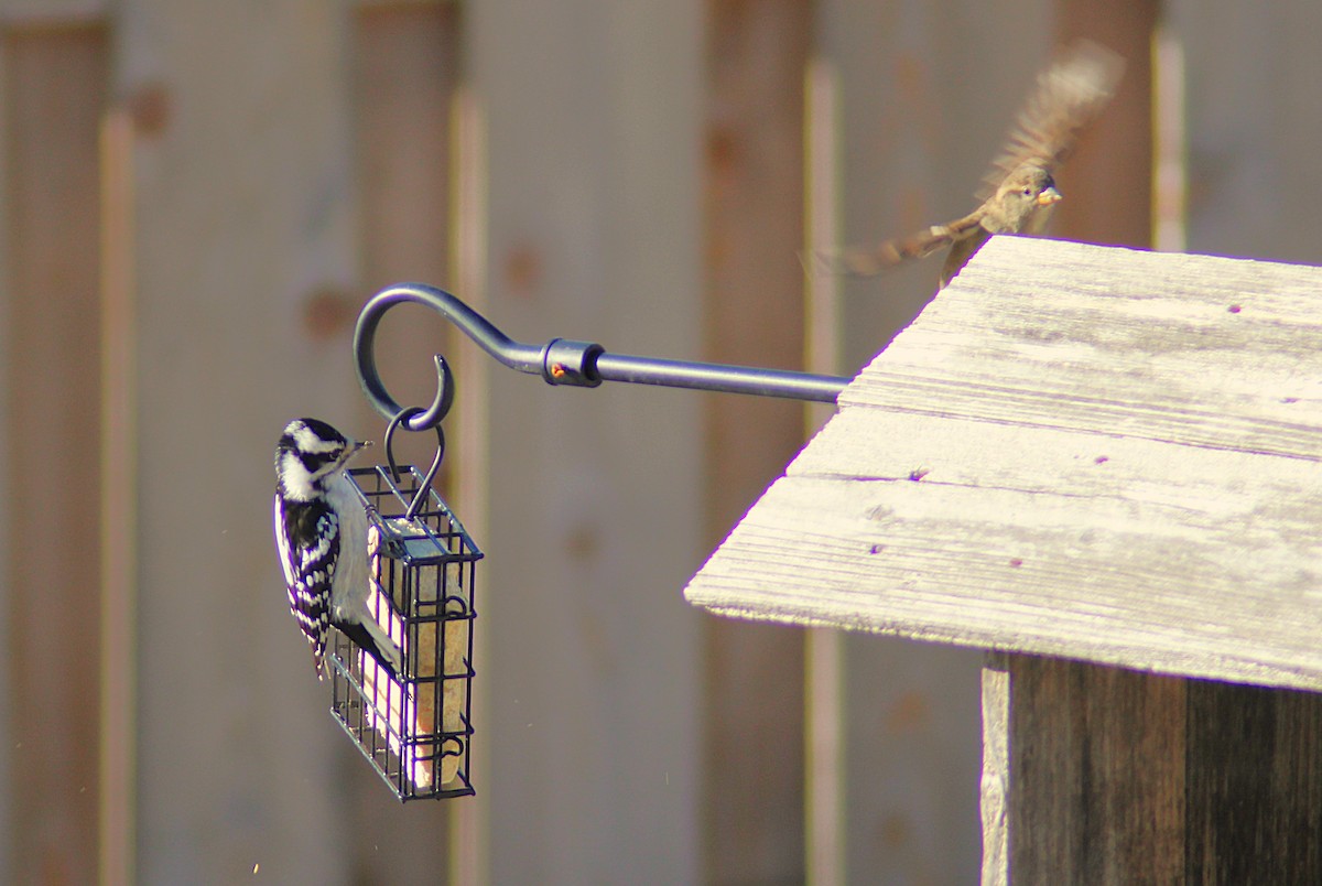 Downy Woodpecker - ML647793288