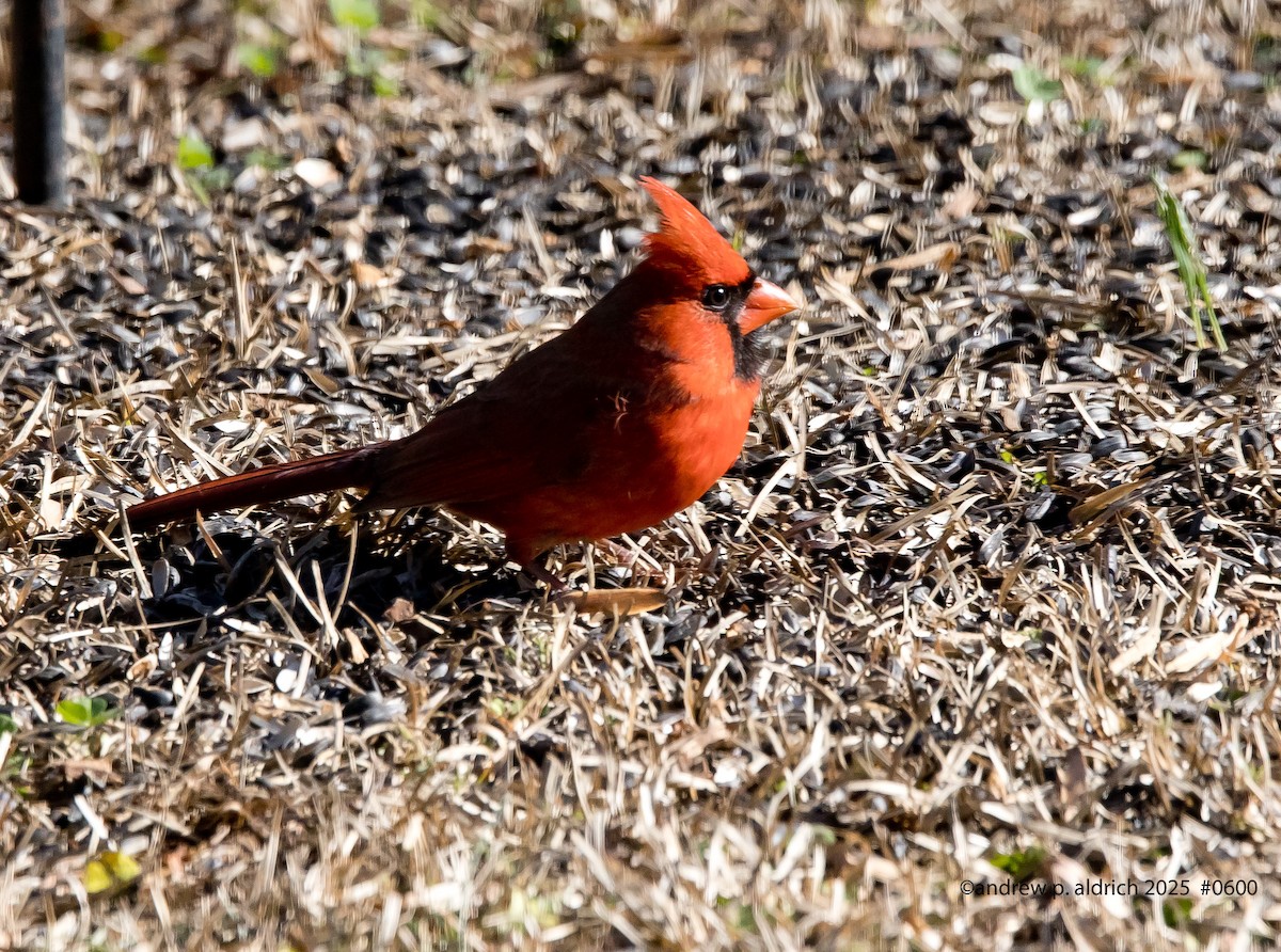 Northern Cardinal - ML647793289