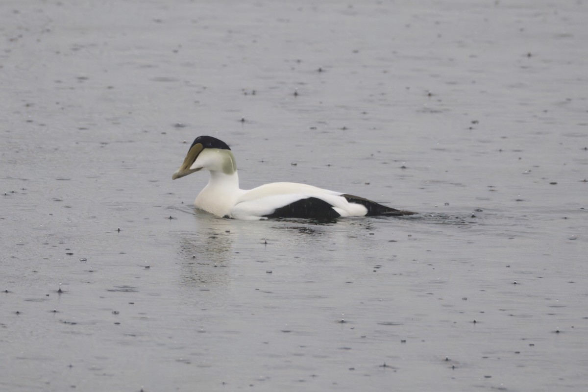 Common Eider - ML647793290