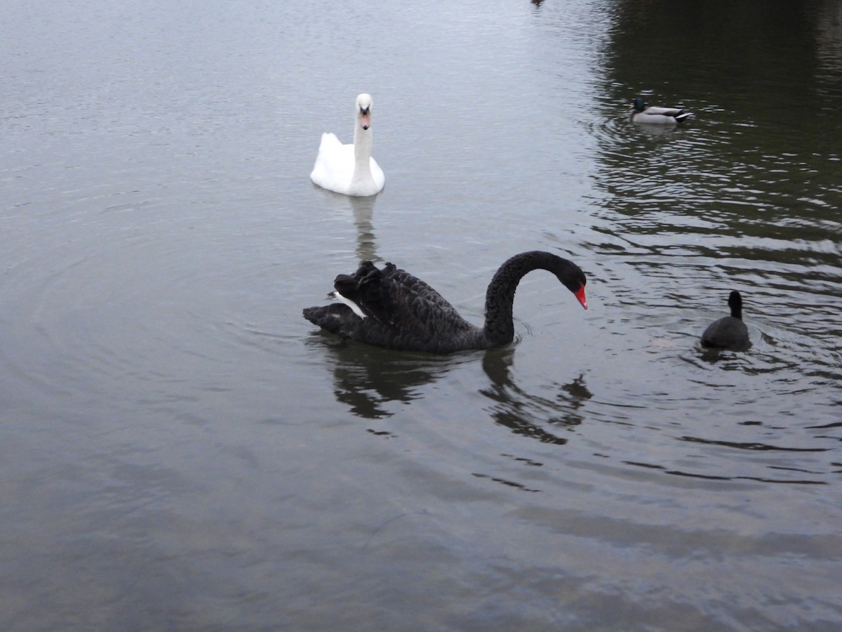 Black Swan - ML647793291