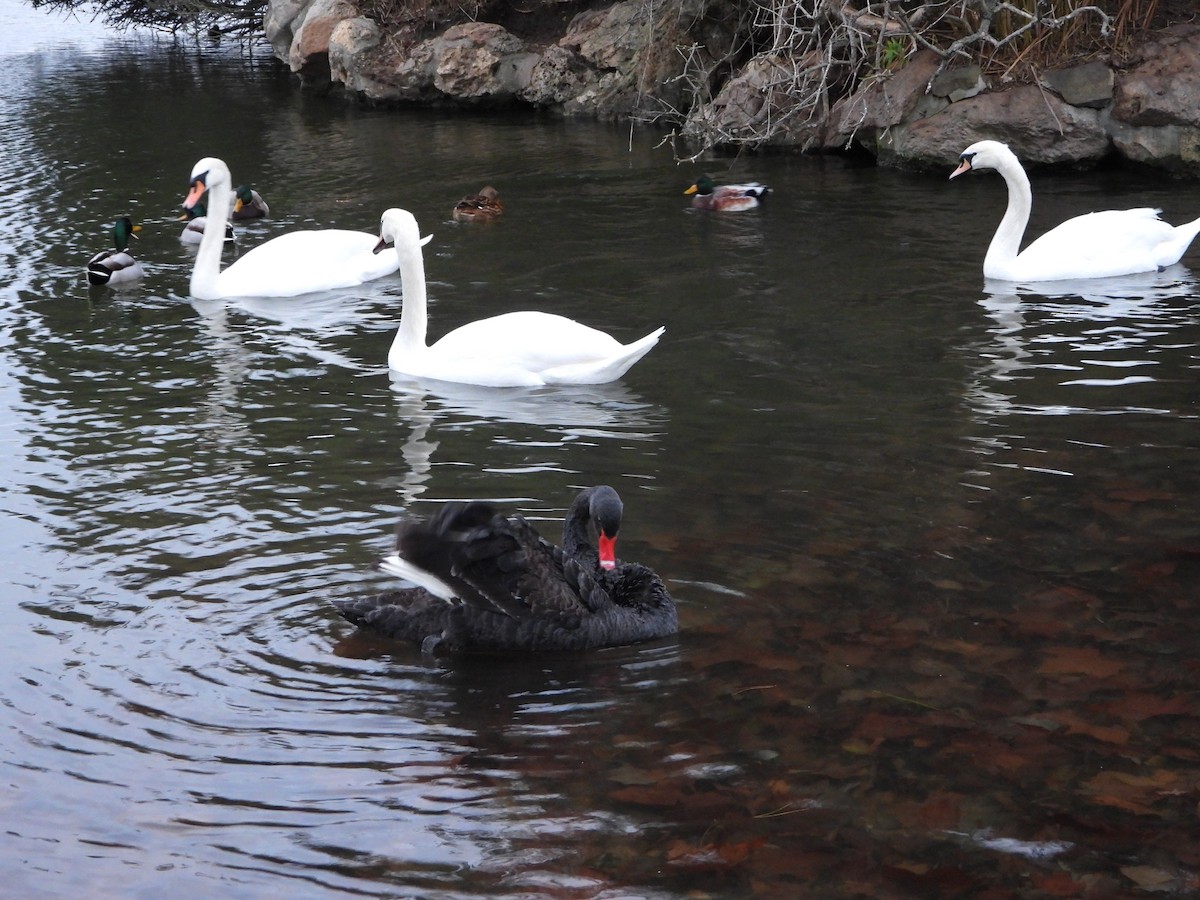Black Swan - ML647793292