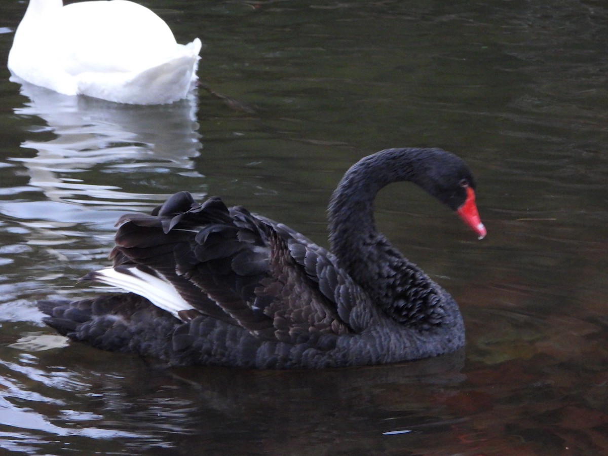 Black Swan - ML647793293