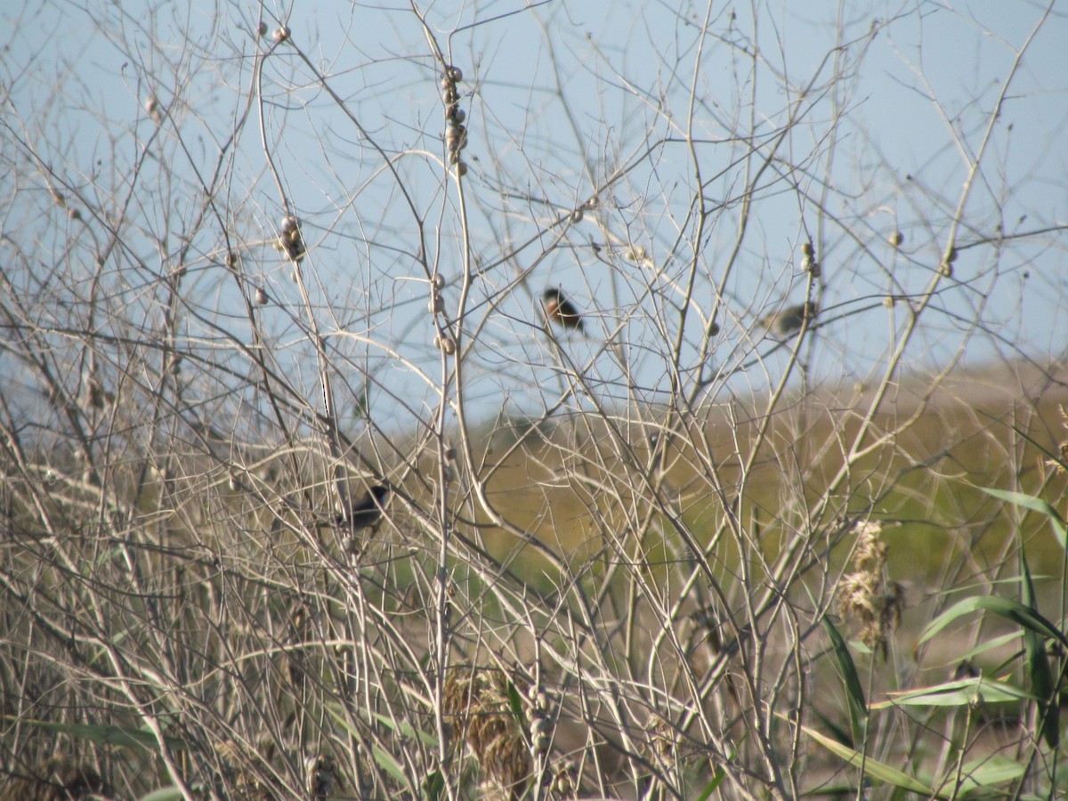 Txinbo burubeltza - ML647793298