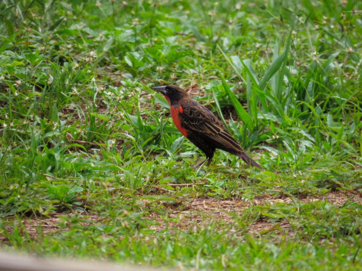 Red-breasted Meadowlark - ML647793309