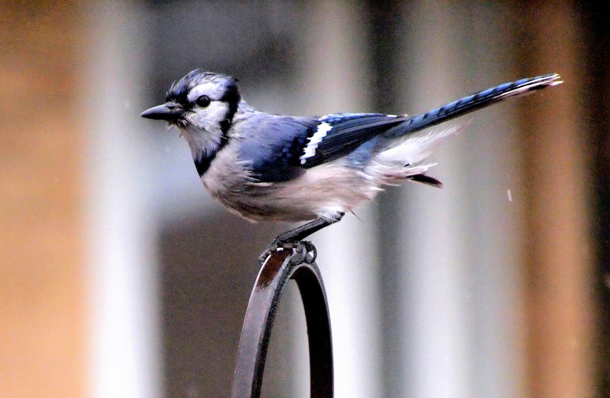 Blue Jay - ML647793334