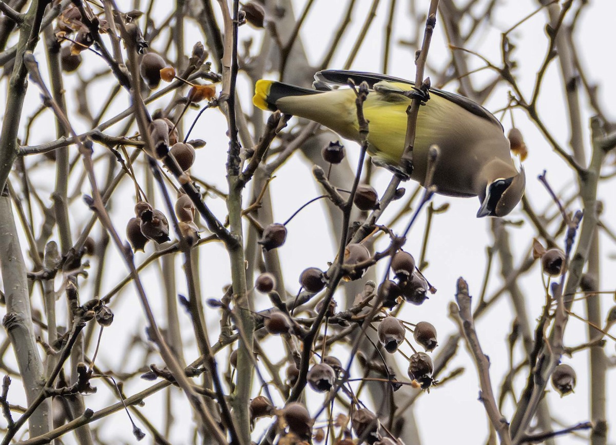 ヒメレンジャク - ML647793343