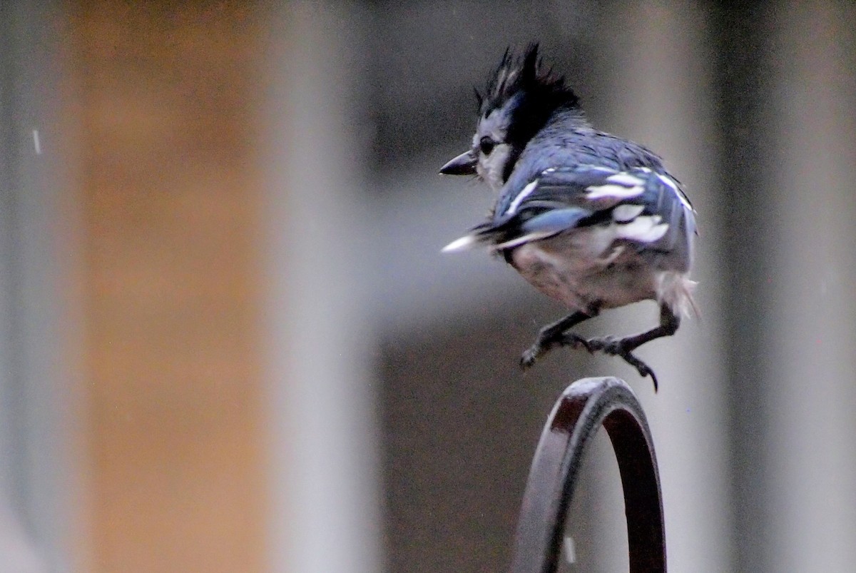 Blue Jay - ML647793344