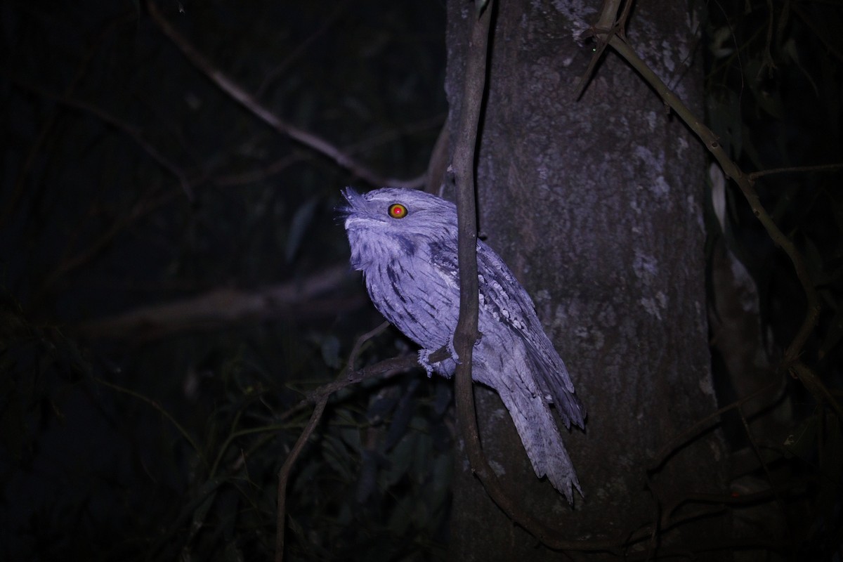 Tawny Frogmouth - ML647793384