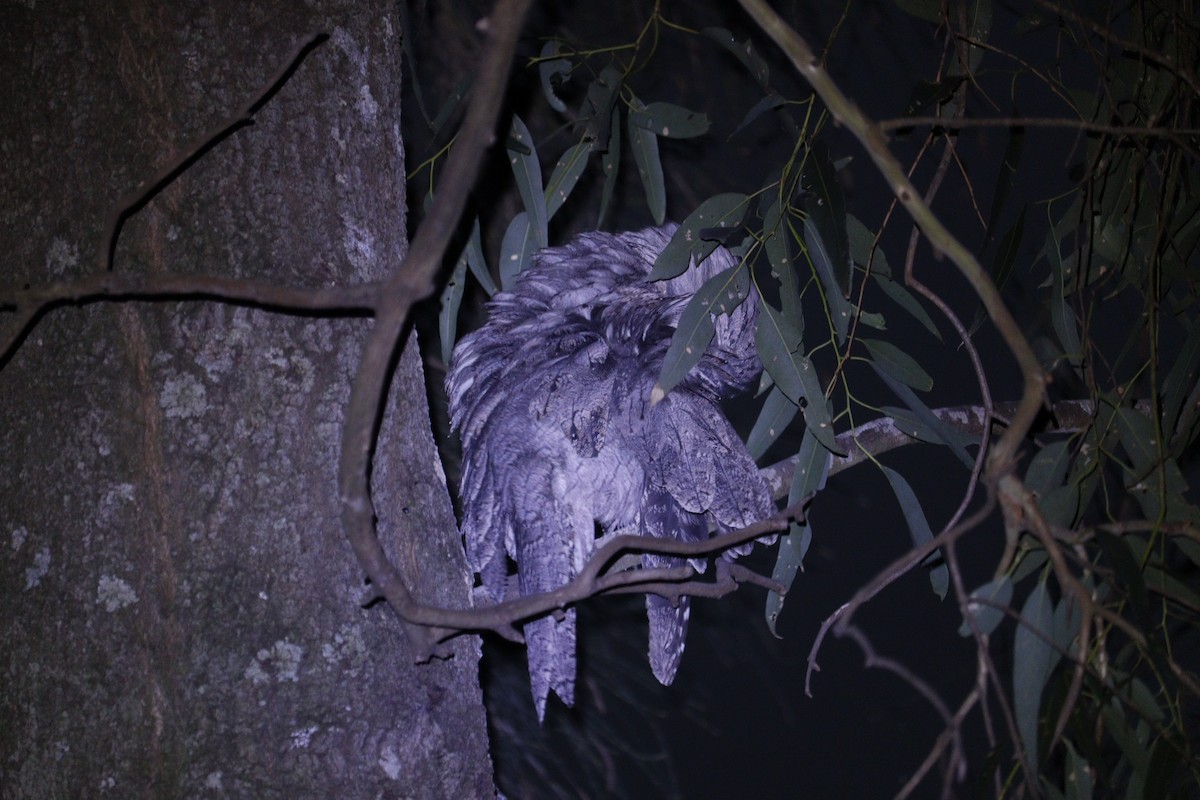 Tawny Frogmouth - ML647793385