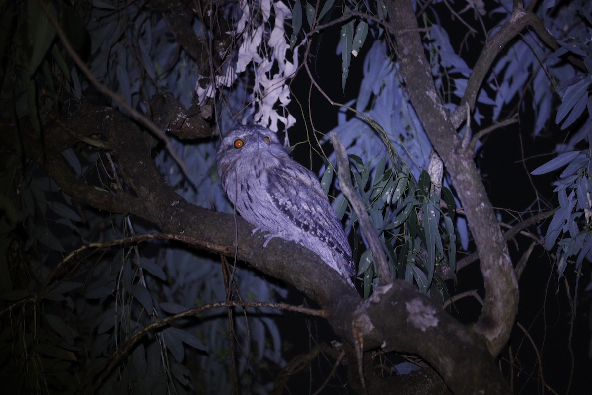 Tawny Frogmouth - ML647793386