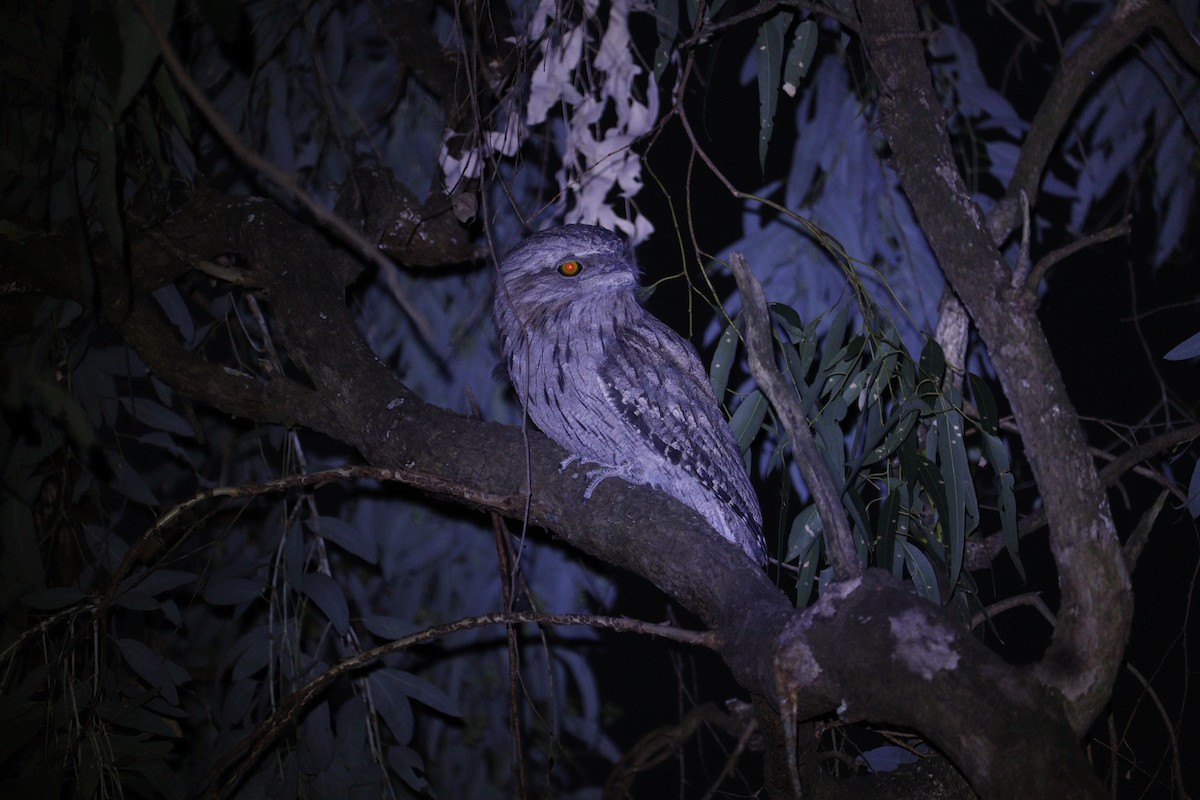 Tawny Frogmouth - ML647793387