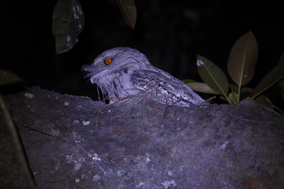 Tawny Frogmouth - ML647793389