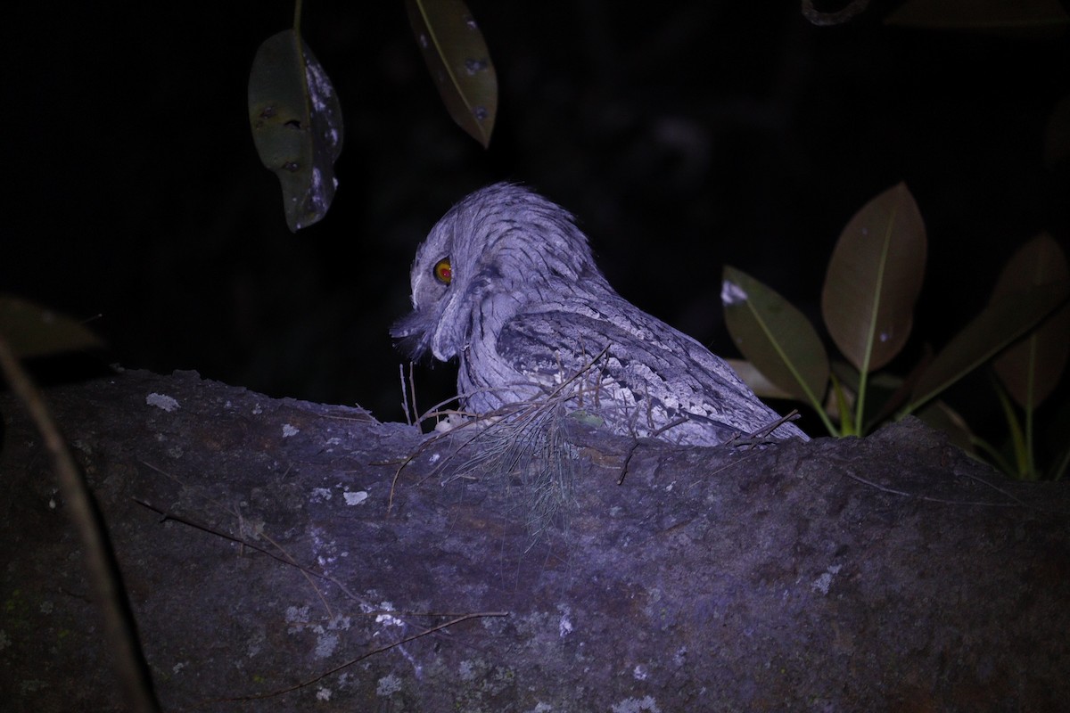 Tawny Frogmouth - ML647793390