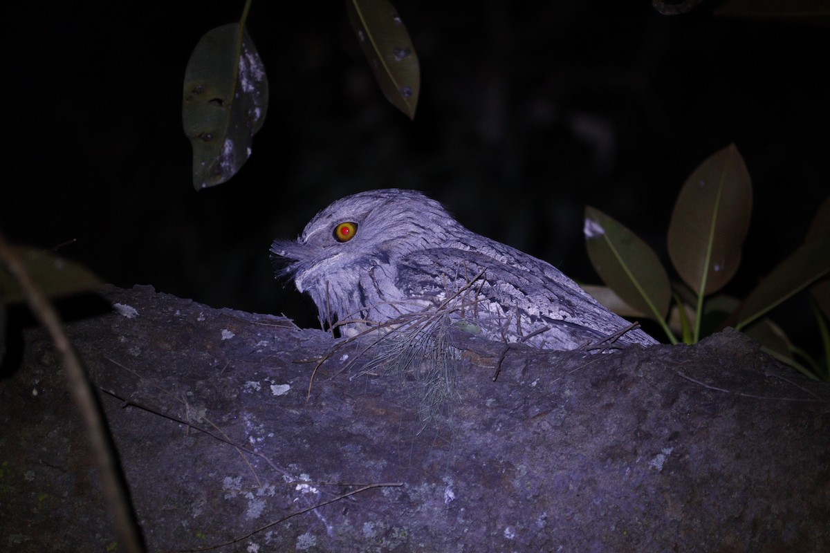 Tawny Frogmouth - ML647793391