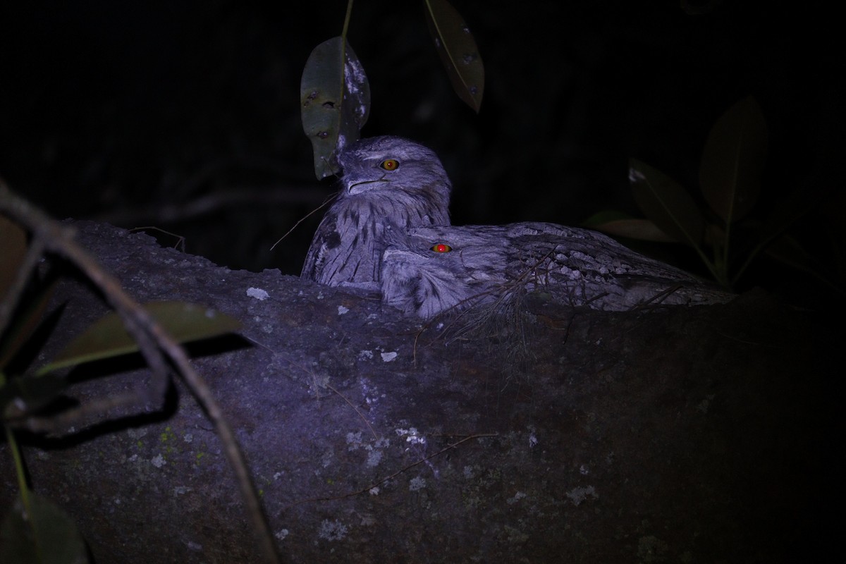 Tawny Frogmouth - ML647793392
