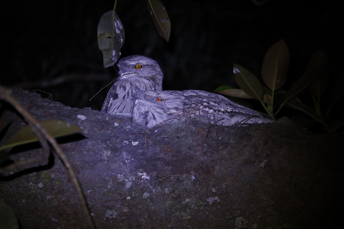 Tawny Frogmouth - ML647793393