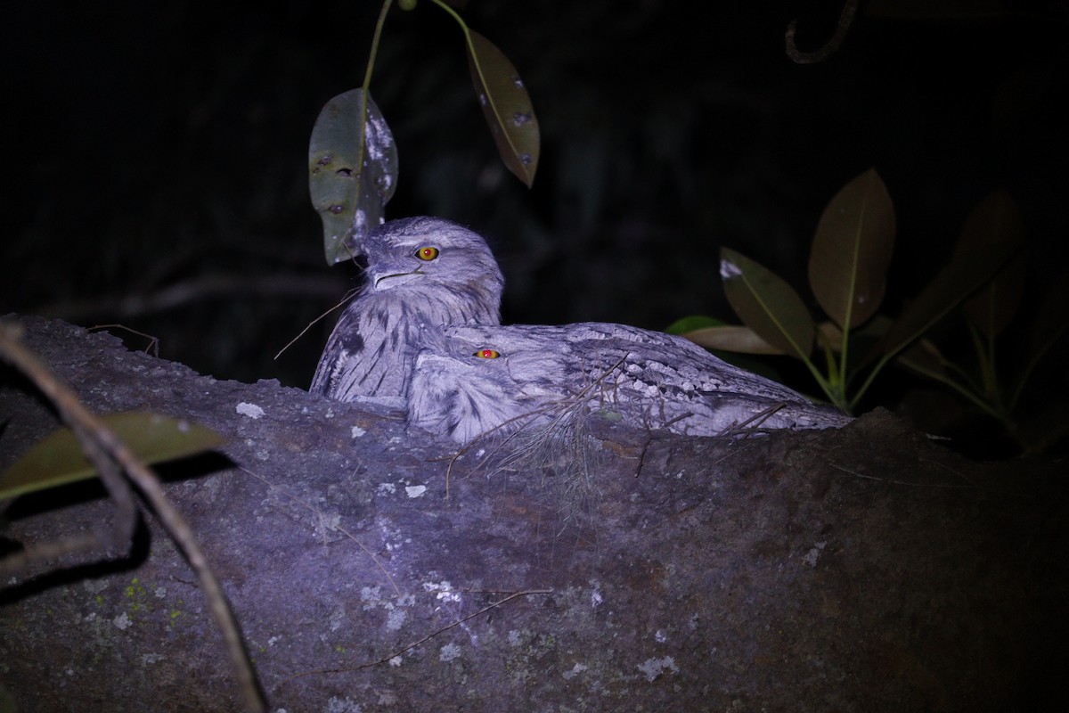 Tawny Frogmouth - ML647793394