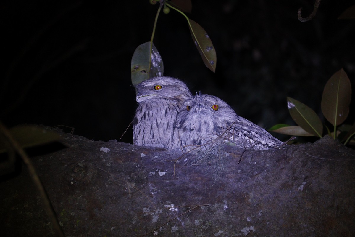 Tawny Frogmouth - ML647793395