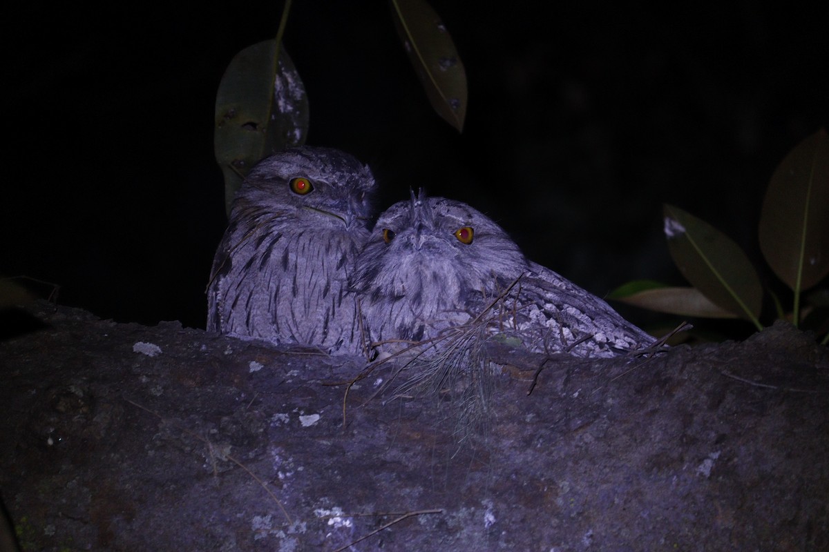 Tawny Frogmouth - ML647793396