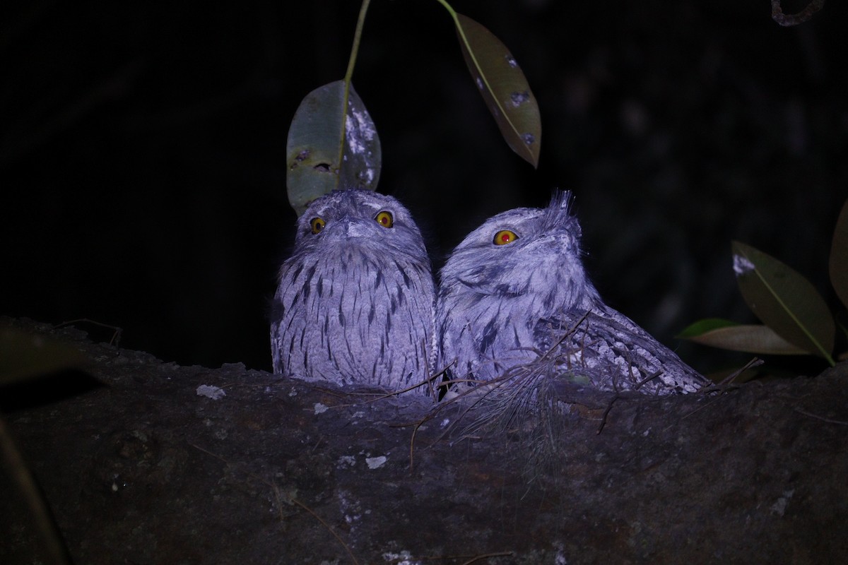 Tawny Frogmouth - ML647793397
