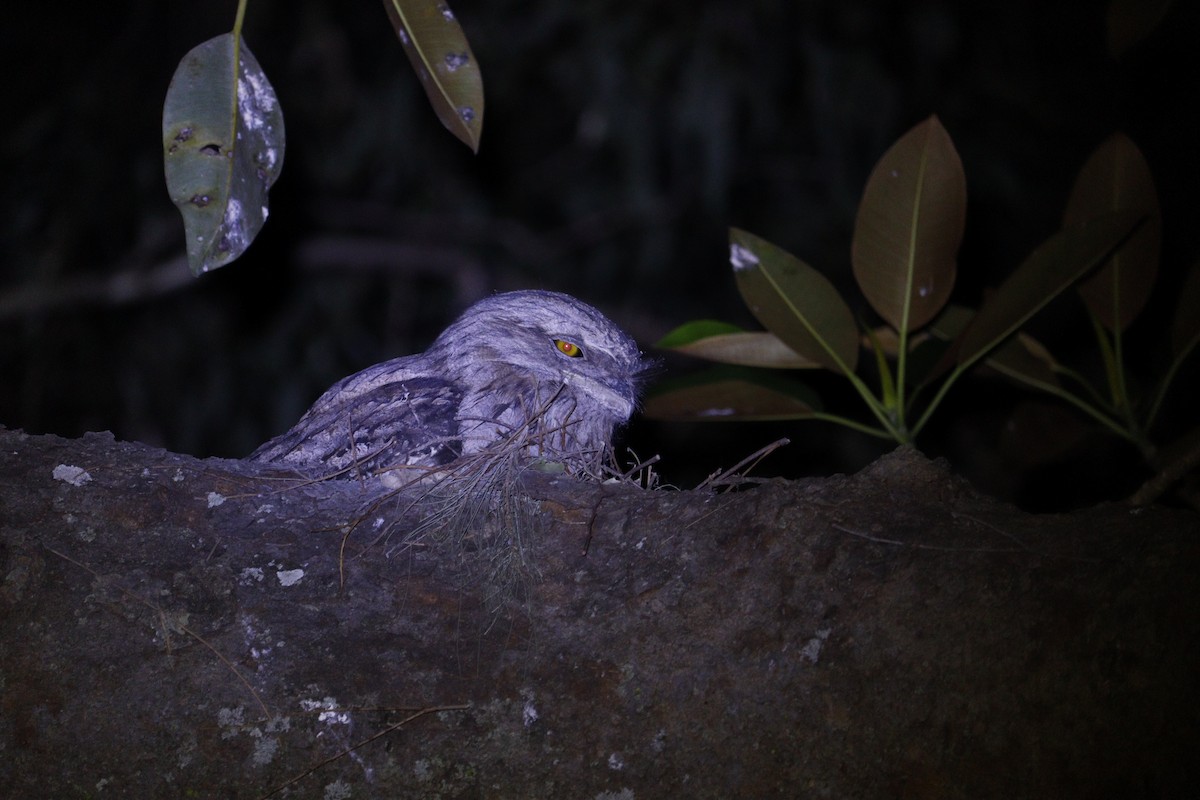 Tawny Frogmouth - ML647793398