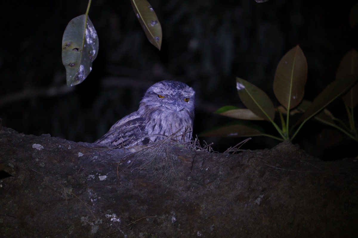 Tawny Frogmouth - ML647793399