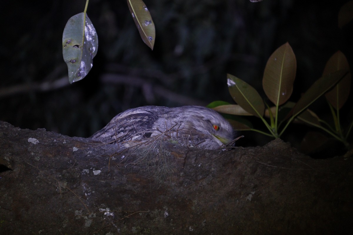 Tawny Frogmouth - ML647793400