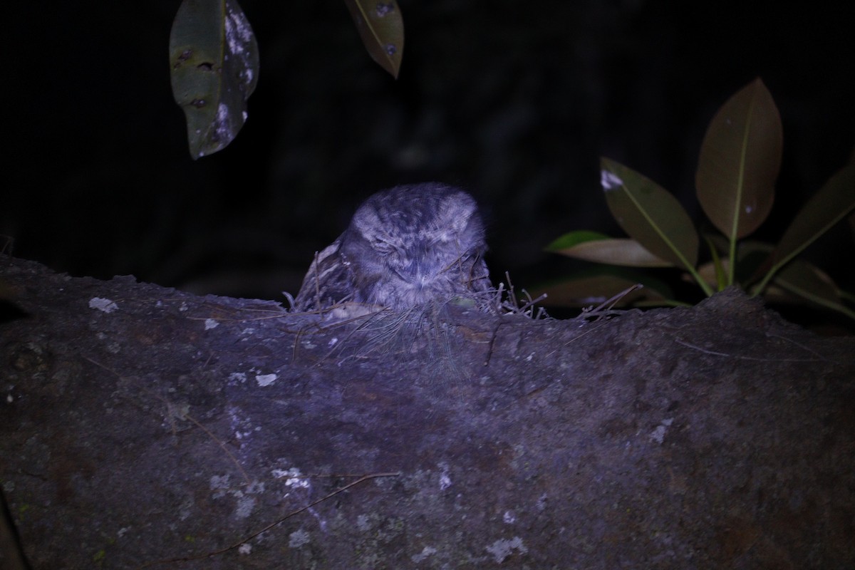 Tawny Frogmouth - ML647793401
