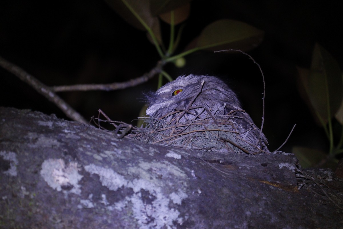Tawny Frogmouth - ML647793402