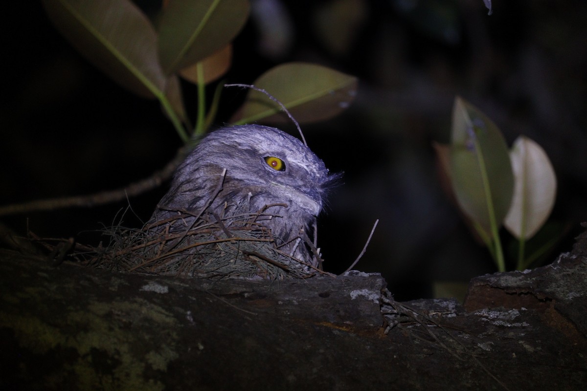 Tawny Frogmouth - ML647793403