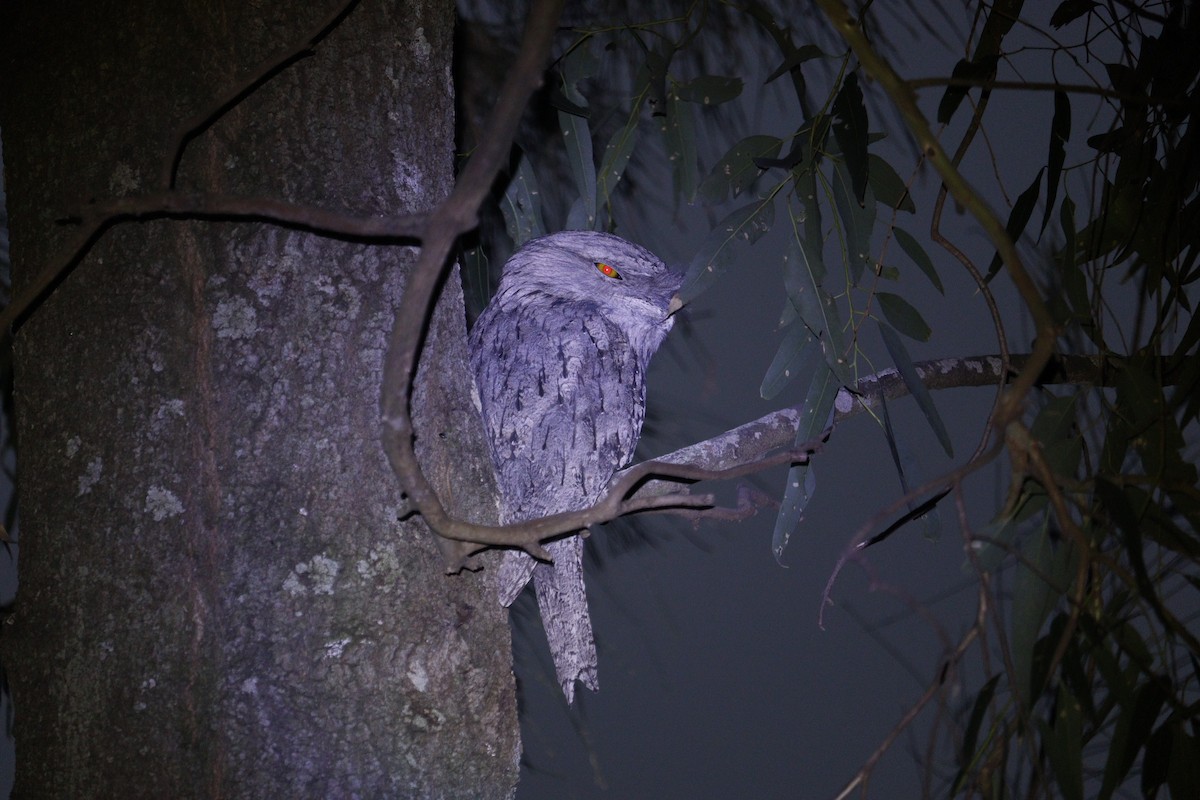 Tawny Frogmouth - ML647793404
