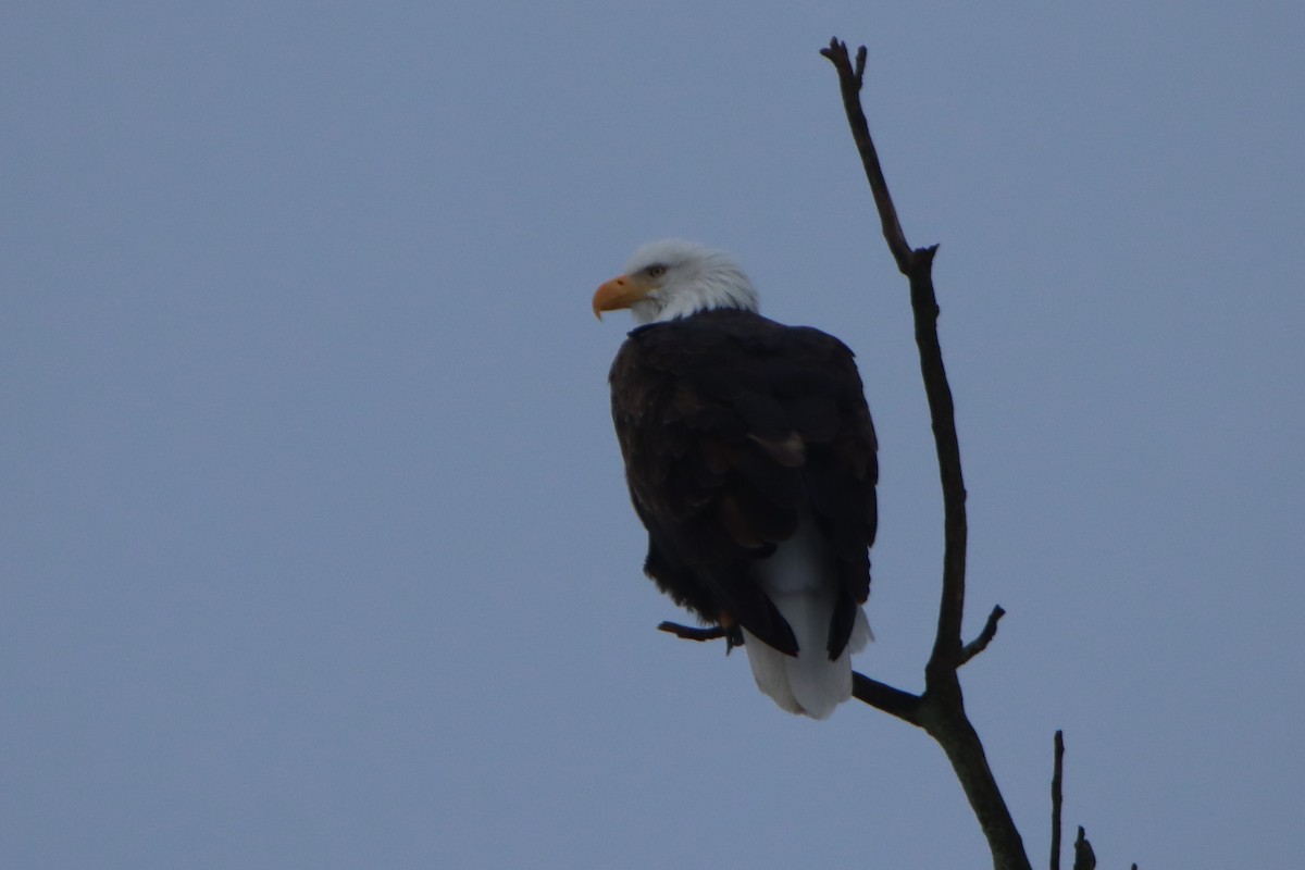 Bald Eagle - ML647793435