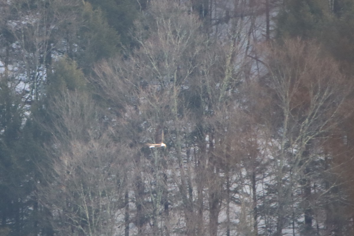 Bald Eagle - ML647793439