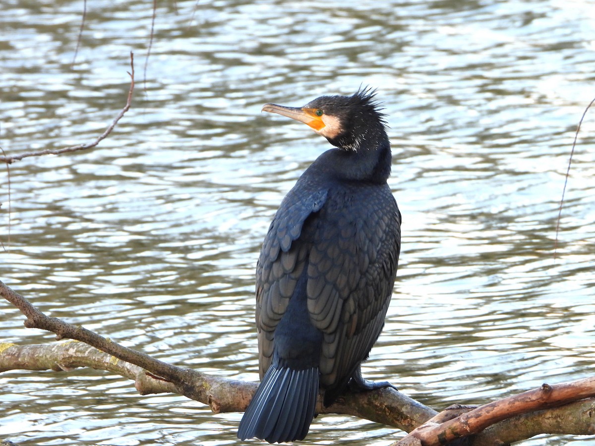 kormorán velký - ML647793469