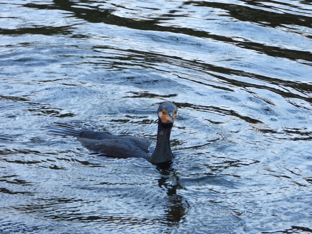 kormorán velký - ML647793470